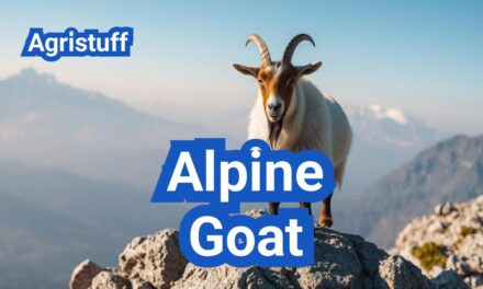 Alpine Goat: History, Origin, Characteristics, Breeding And Uses