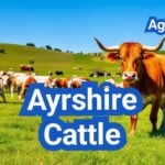 Ayrshire Cattle: History, Origin, Characteristics, Breeding And Uses