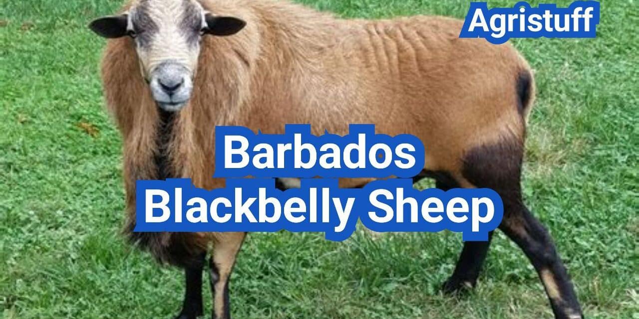 Barbados Blackbelly Sheep: Hair Sheep Advantages and Parasite Resistance
