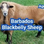 Barbados Blackbelly Sheep: Hair Sheep Advantages and Parasite Resistance