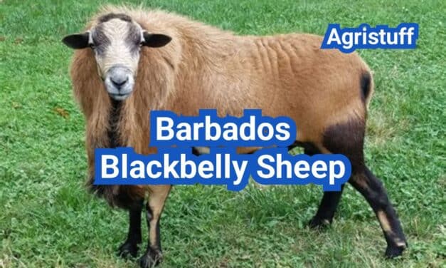 Barbados Blackbelly Sheep: Hair Sheep Advantages and Parasite Resistance