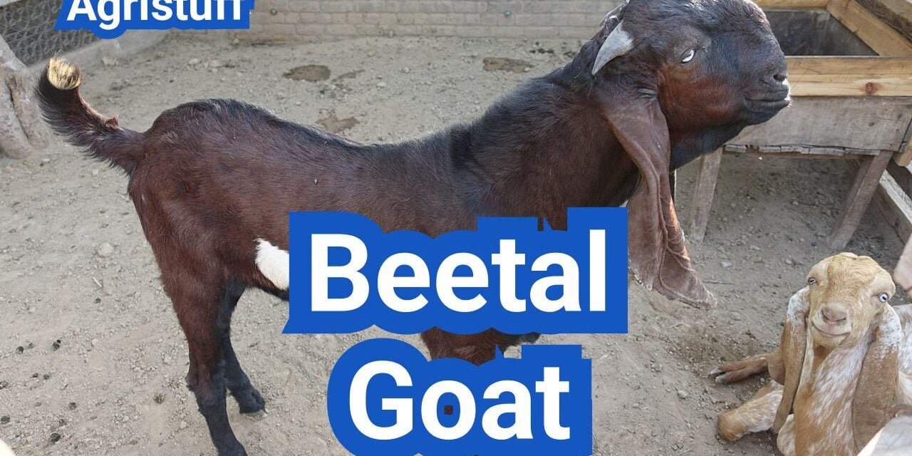 Beetal Goat: History, Origin, Characteristics, Breed, Uses