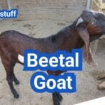 Beetal Goat: History, Origin, Characteristics, Breed, Uses