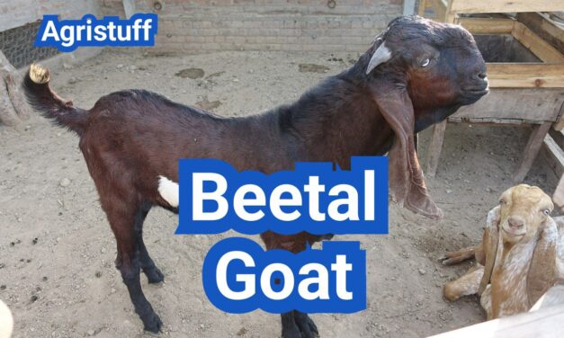 Beetal Goat: History, Origin, Characteristics, Breed, Uses