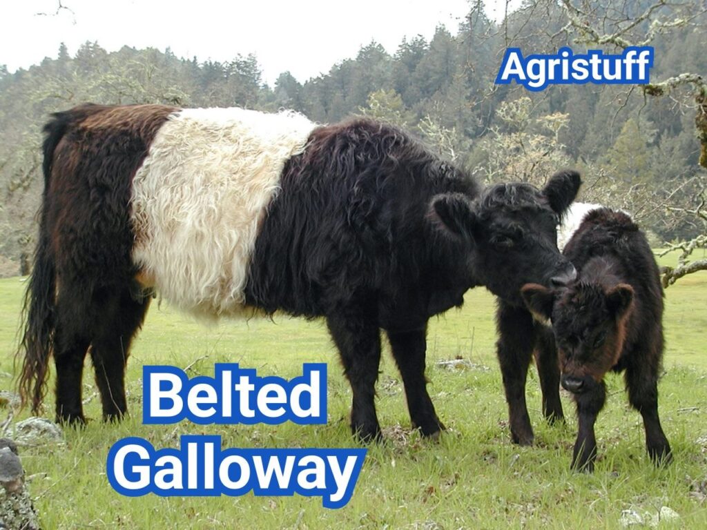 What Are Belted Galloway Cattle? Origin, Traits & Uses