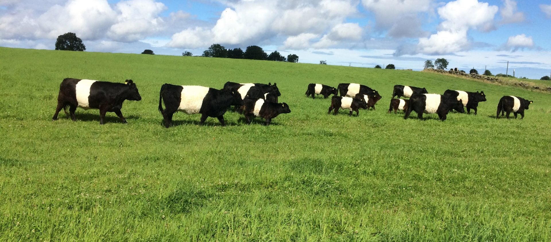 Belted Galloway Cattle - Agristuff