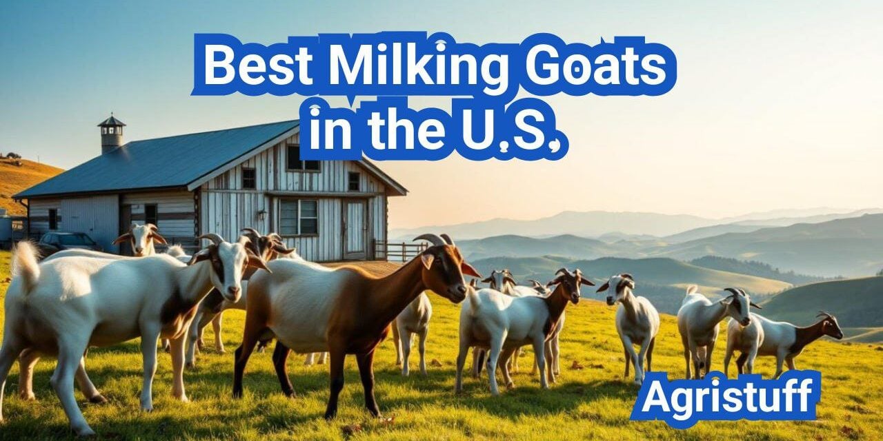 Best Milking Goats in the U.S.: Yields, Butterfat, and Family Dairy Setups