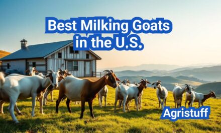 Best Milking Goats in the U.S.: Yields, Butterfat, and Family Dairy Setups