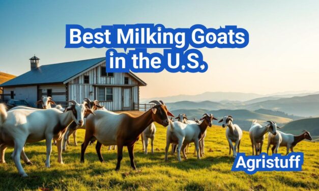 Best Milking Goats in the U.S.: Yields, Butterfat, and Family Dairy Setups