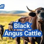 Black Angus Cattle: Everything You Need to Know