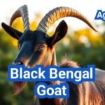 Black Bengal Goat: History, Origin, Characteristics, Breeding And Uses