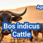 Bos indicus Cattle in the U.S.: Heat Tolerance, Crossbreeding, and Best Uses
