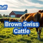 Brown Swiss Cattle: History, Origin, Characteristics, Breeding And Uses