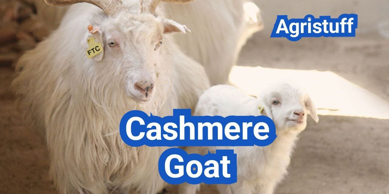 Cashmere Goat: History, Origin, Characteristics, Breeding And Uses