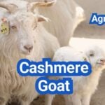 Cashmere Goat: History, Origin, Characteristics, Breeding And Uses