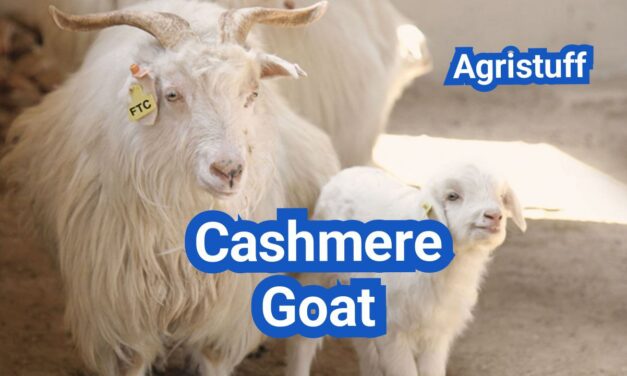Cashmere Goat: History, Origin, Characteristics, Breeding And Uses