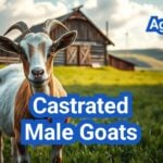 What Is a Wether? Managing Castrated Male Goats for Behavior and Meat Quality