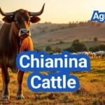 Chianina Cattle: Frame, Growth, and Show/Terminal Prospects in the U.S.