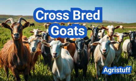 Cross Bred Goats: A Comprehensive Guide And Everything You Need to Know