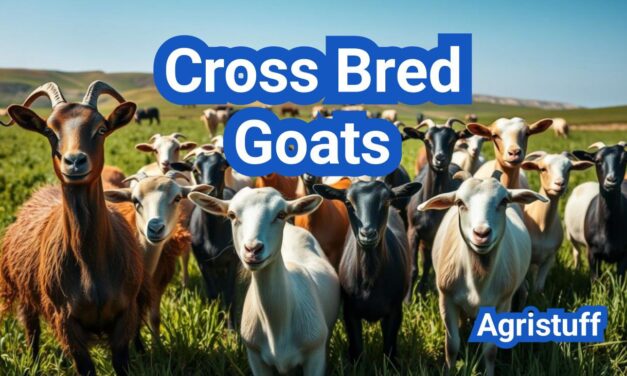 Cross Bred Goats: A Comprehensive Guide And Everything You Need to Know