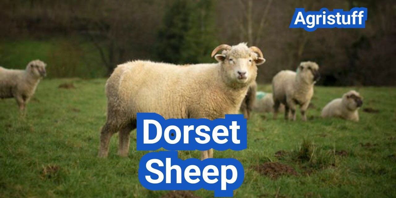 Dorset Sheep: Everything You Need to Know