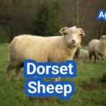 Dorset Sheep: Everything You Need to Know