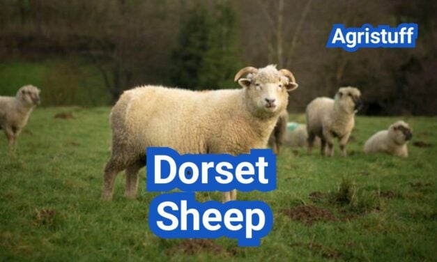 Dorset Sheep: Everything You Need to Know
