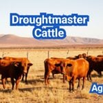 Droughtmaster Cattle: History, Origin, Characteristics, Breeding And Uses