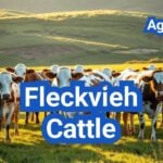 Fleckvieh Cattle: Dual-Purpose Genetics, Crosses, and U.S. Herd Results
