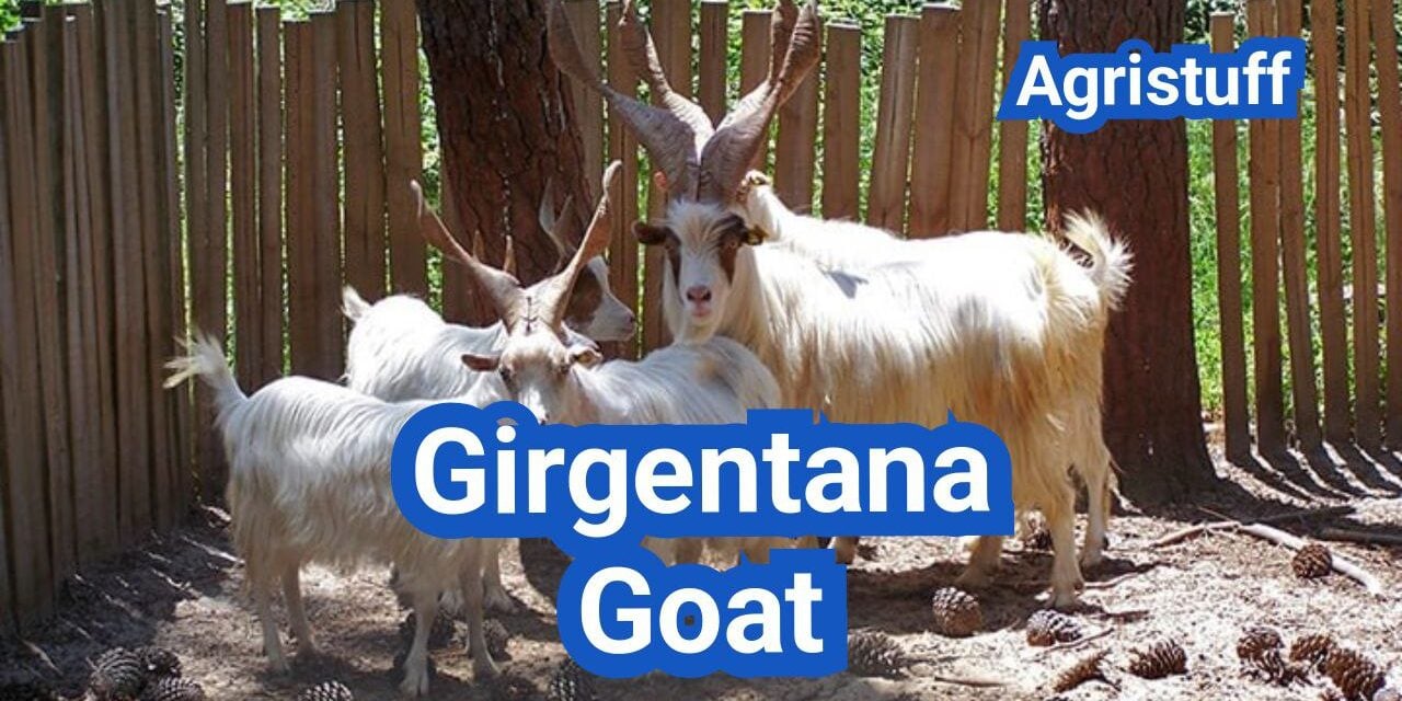 Girgentana Goat: History, Origin, Characteristics, Breeding And Uses