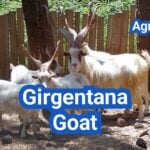 Girgentana Goat: History, Origin, Characteristics, Breeding And Uses