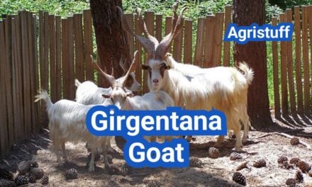 Girgentana Goat: History, Origin, Characteristics, Breeding And Uses