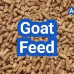 Goat Feed Guide: Protein Levels, Minerals, and Safe Feeding Schedules