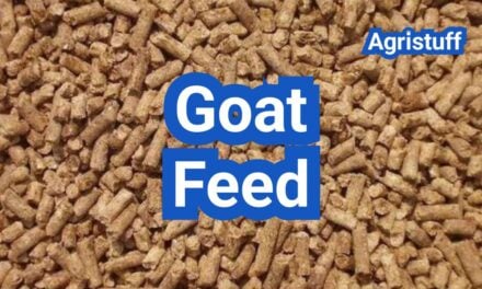 Goat Feed Guide: Protein Levels, Minerals, and Safe Feeding Schedules