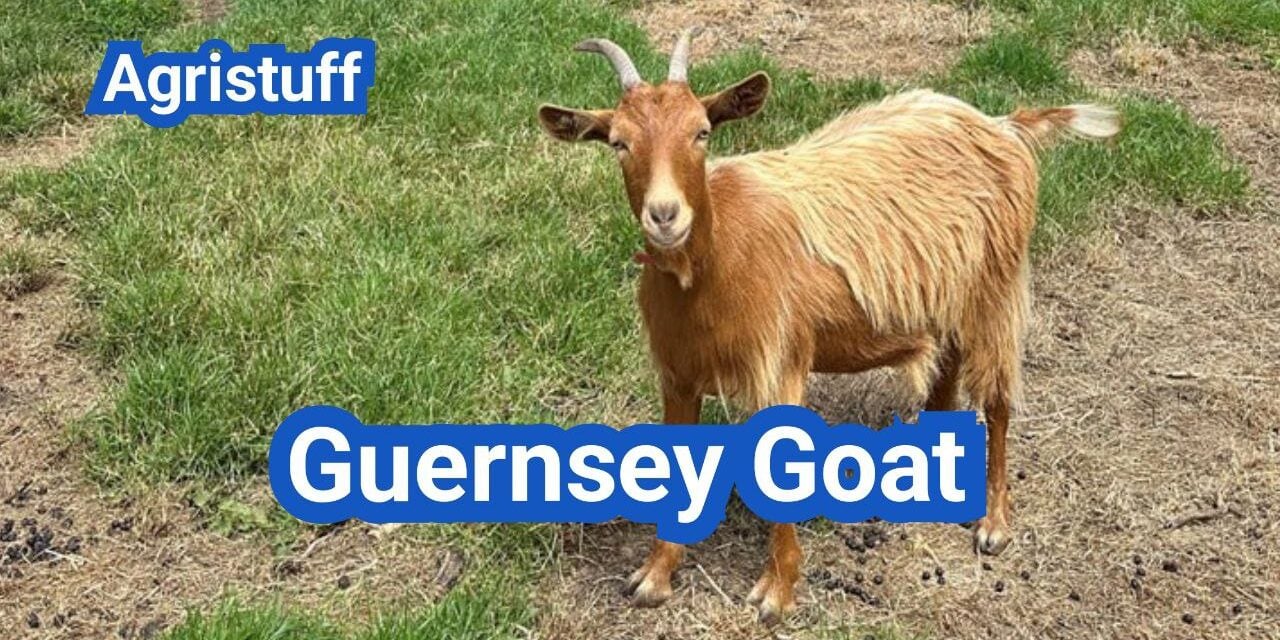 Guernsey Goat: History, Origin, Characteristics, Breeding And Uses
