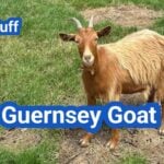 Guernsey Goat: History, Origin, Characteristics, Breeding And Uses