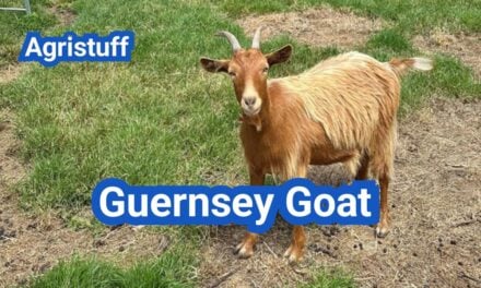 Guernsey Goat: History, Origin, Characteristics, Breeding And Uses