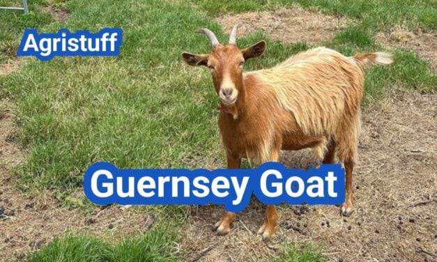 Guernsey Goat: History, Origin, Characteristics, Breeding And Uses