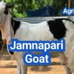 Jamnapari Goat: History, Origin, Characteristics, Breeding And Uses