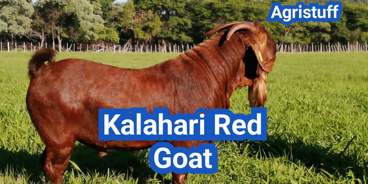 Kalahari Red Goat: History, Origin, Characteristics, Breeding And Uses