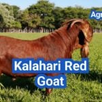 Kalahari Red Goat: History, Origin, Characteristics, Breeding And Uses