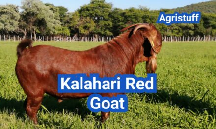 Kalahari Red Goat: History, Origin, Characteristics, Breeding And Uses