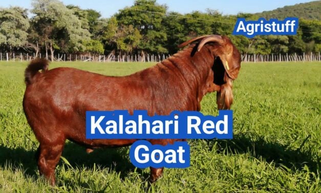 Kalahari Red Goat: History, Origin, Characteristics, Breeding And Uses