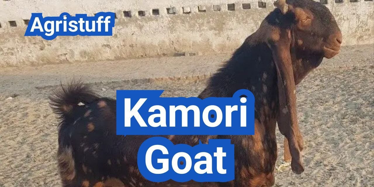 Kamori Goat: History, Origin, Characteristics, Breeding And Uses