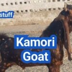 Kamori Goat: History, Origin, Characteristics, Breeding And Uses