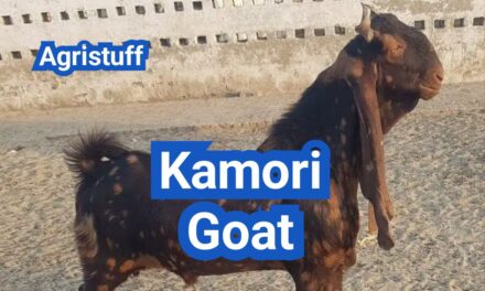 Kamori Goat: History, Origin, Characteristics, Breeding And Uses