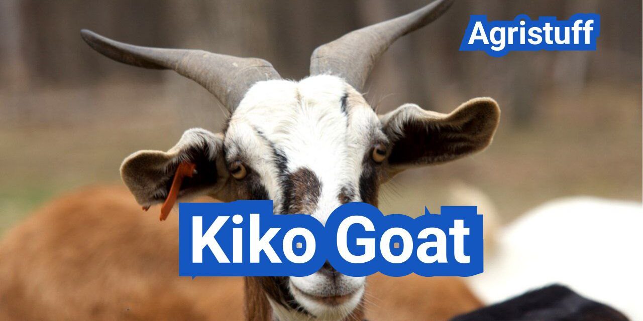 Kiko Goat: History, Origin, Characteristics, Breeding And Uses