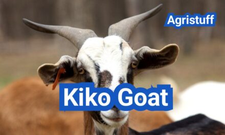 Kiko Goat: History, Origin, Characteristics, Breeding And Uses