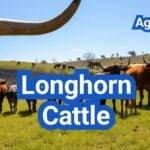 Texas Longhorn Cattle: History, Origin, Characteristics, Breeding And Uses