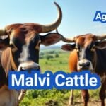 Malvi Cattle: History, Origin, Characteristics, Breeding And Uses